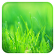Icon of program: Aquaiver Grass Live